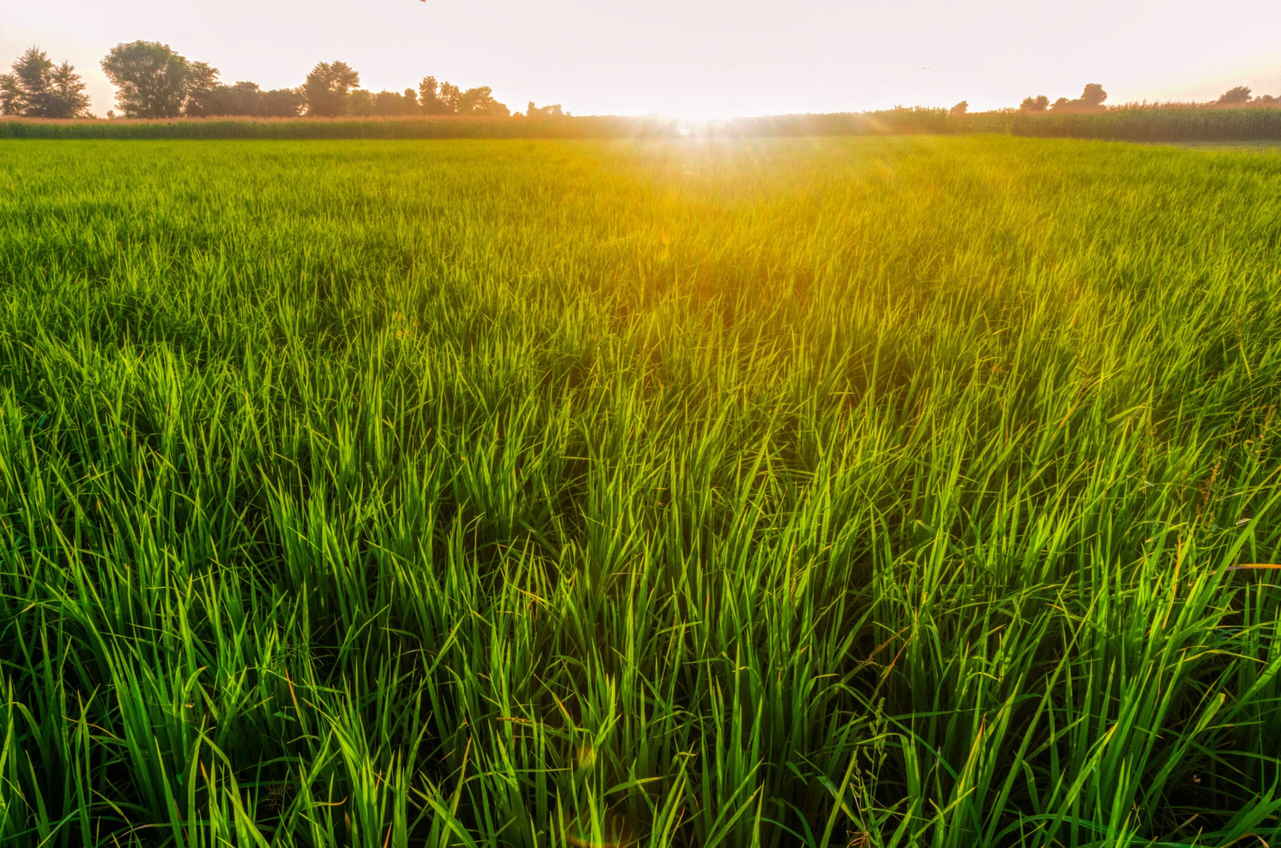 A lone farmer stands in a lush green field, showcasing traditional agriculture methods.